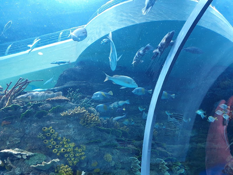 Sharjah Aquarium — Kids & Babies in Sharjah, Al Khan - Image 3